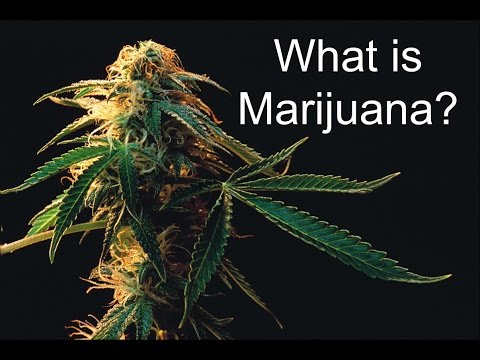 Marijuana and the Bible - What is Marijuana?