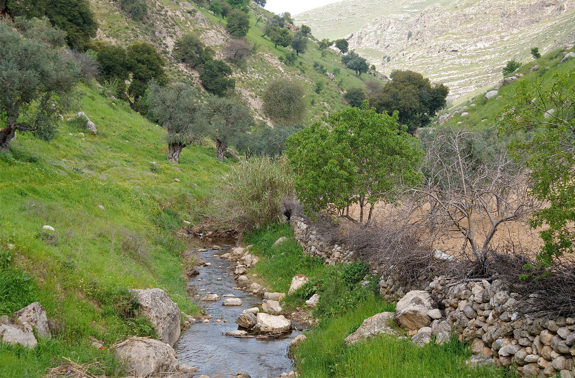 What is the Brook Cherith About? 